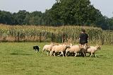 BORDER COLLIE - MOUTONS 024